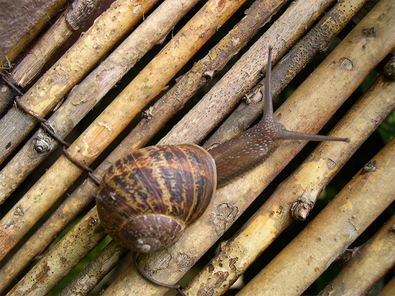 caracol